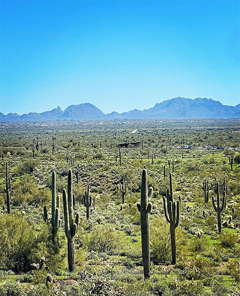 Desert landscape in New River, Arizona, featuring saguaro cacti and distant mountains under a clear blue sky, representing the natural beauty of the North Valley service area for AZ Garage Door Pros LLC.